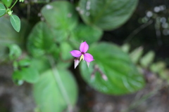 Sonerila rheedii